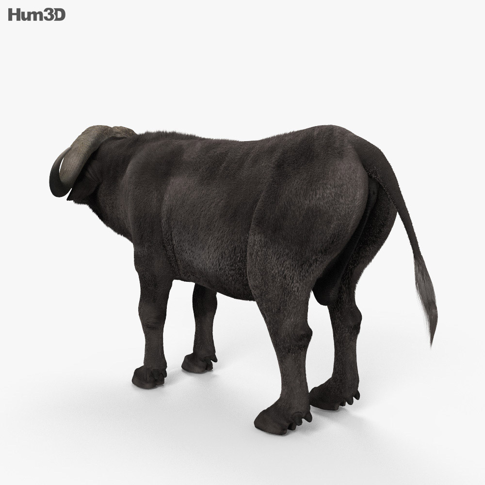 African Buffalo HD 3d model