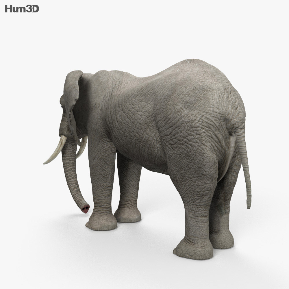 非洲象 3D模型