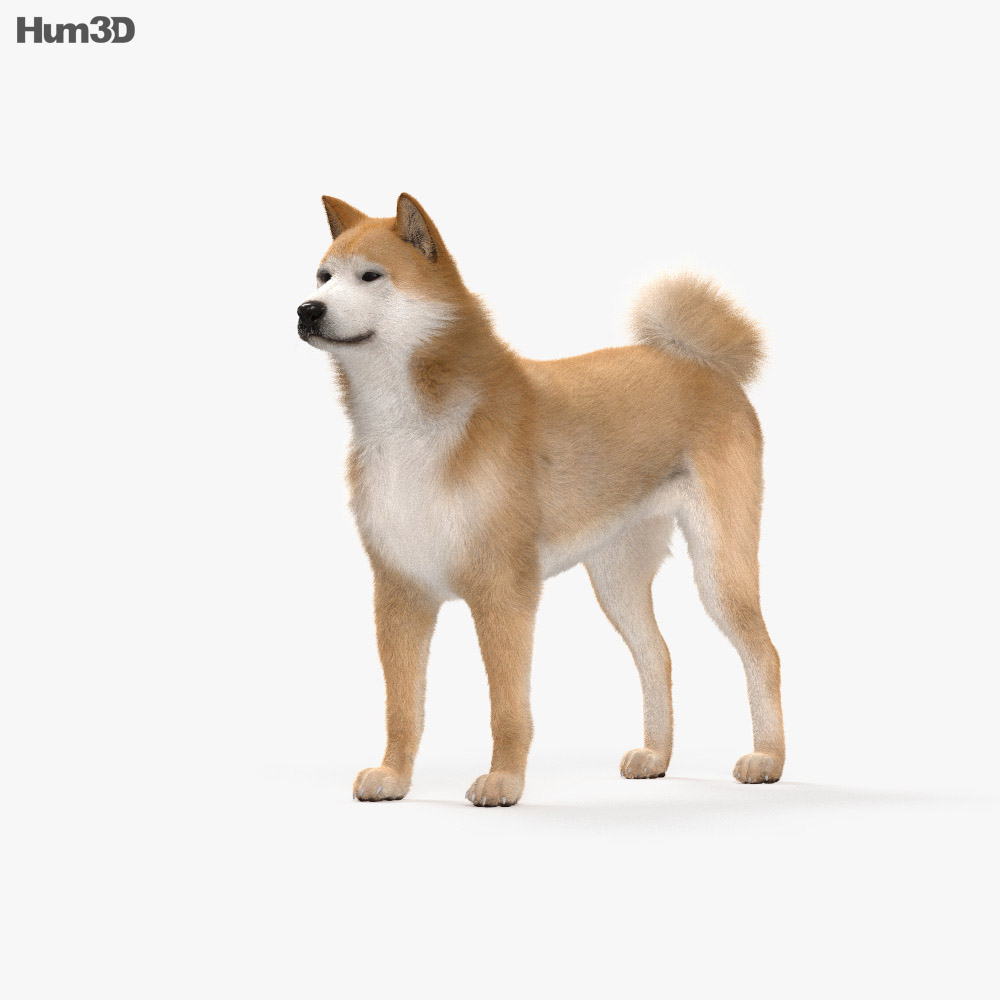 秋田犬 3D模型
