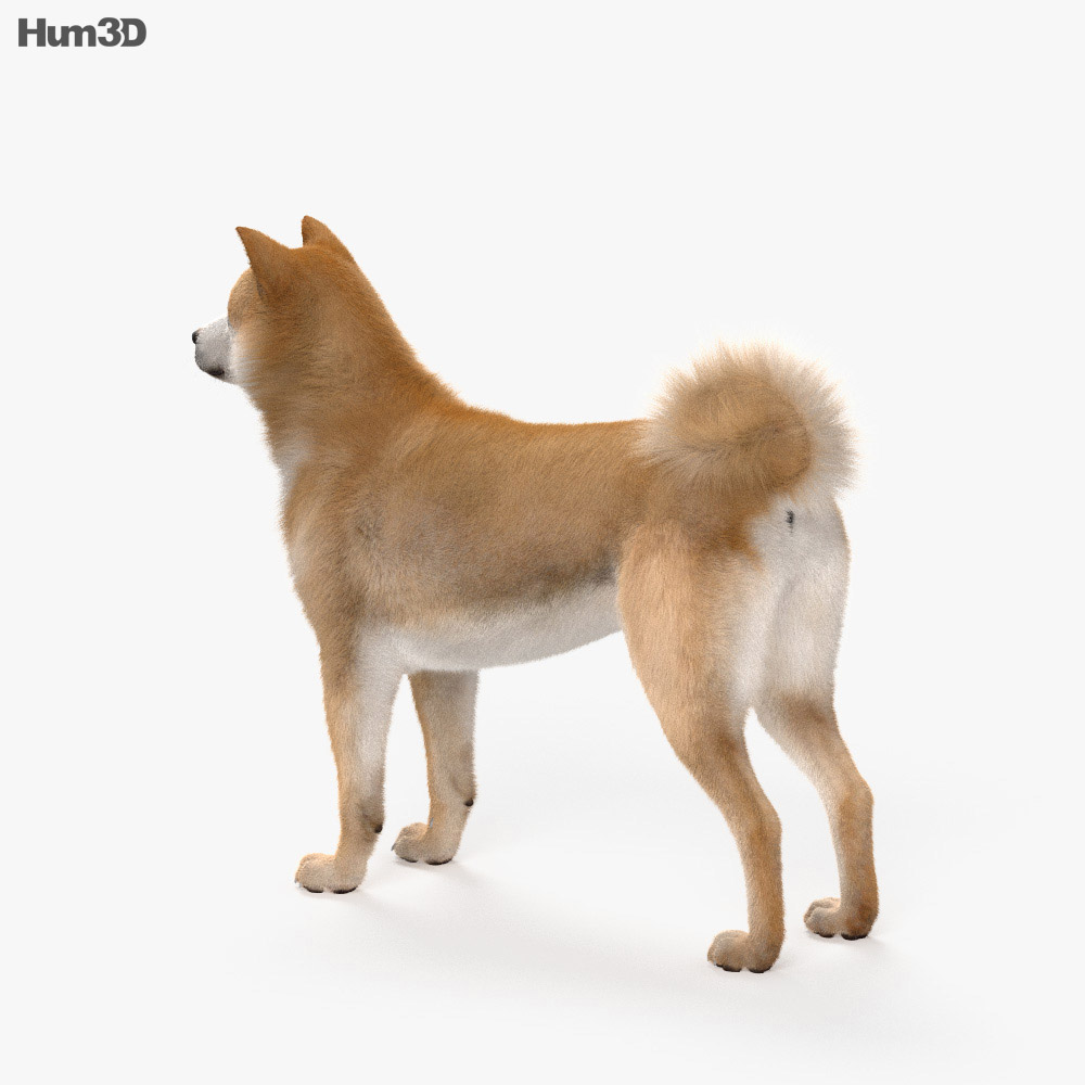 秋田犬 3D模型