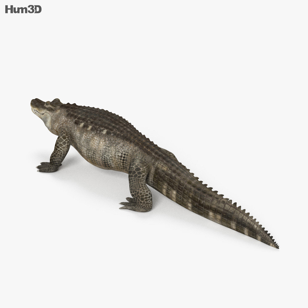 Animated Alligator Hd 3d Model Animals On Hum3d