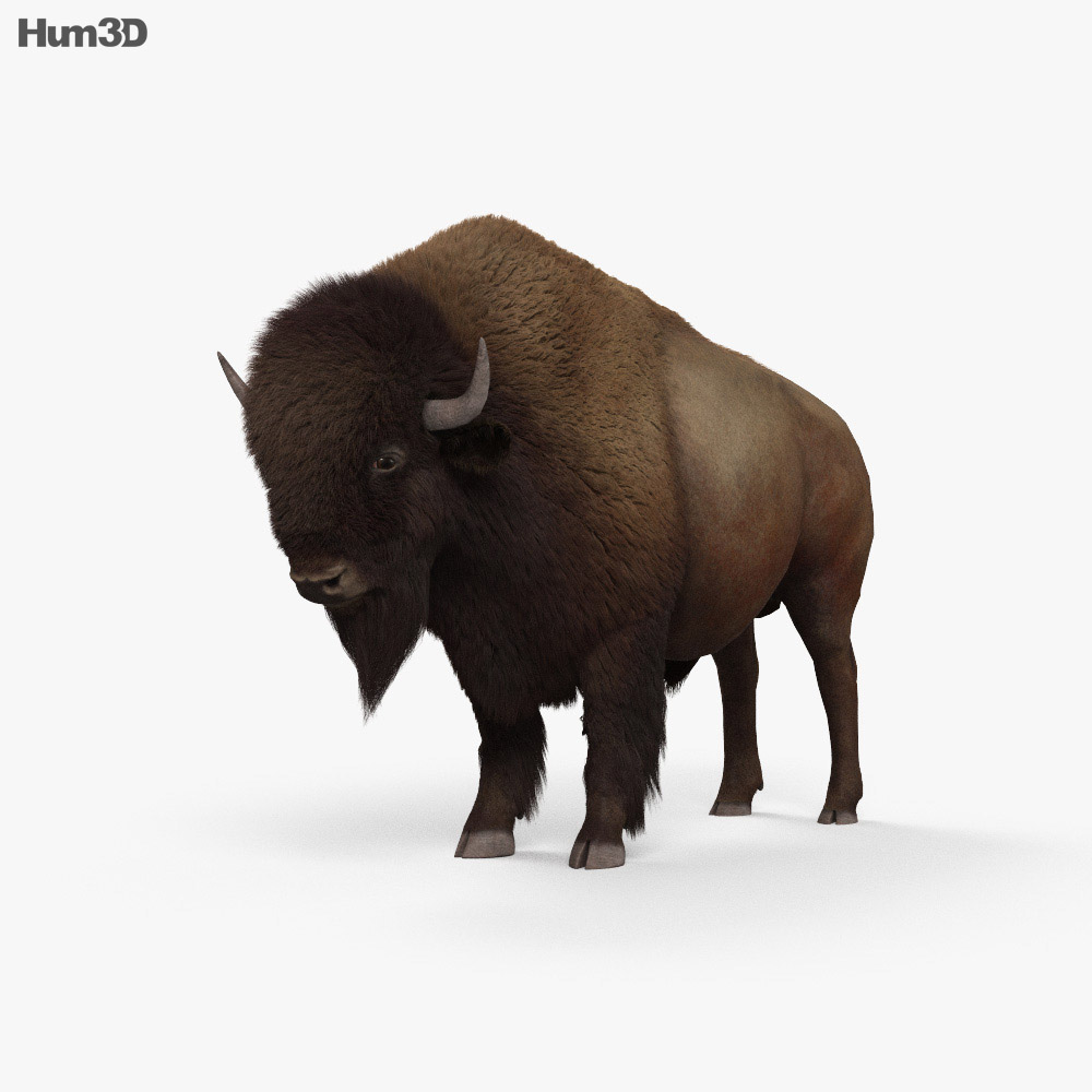American Bison (Buffalo) HD 3d model