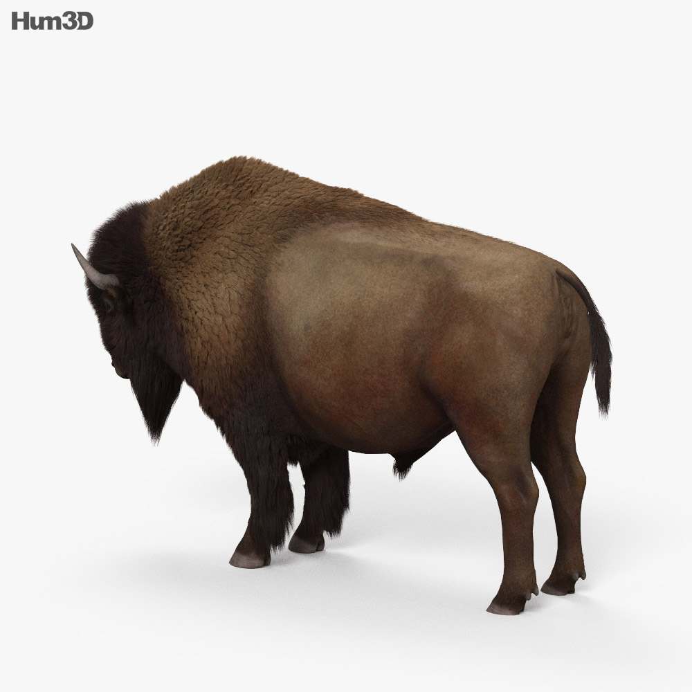美洲野牛 3D模型
