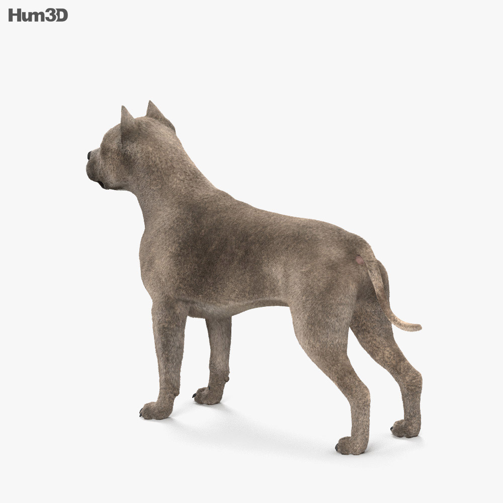 美國比特鬥牛犬 3D模型