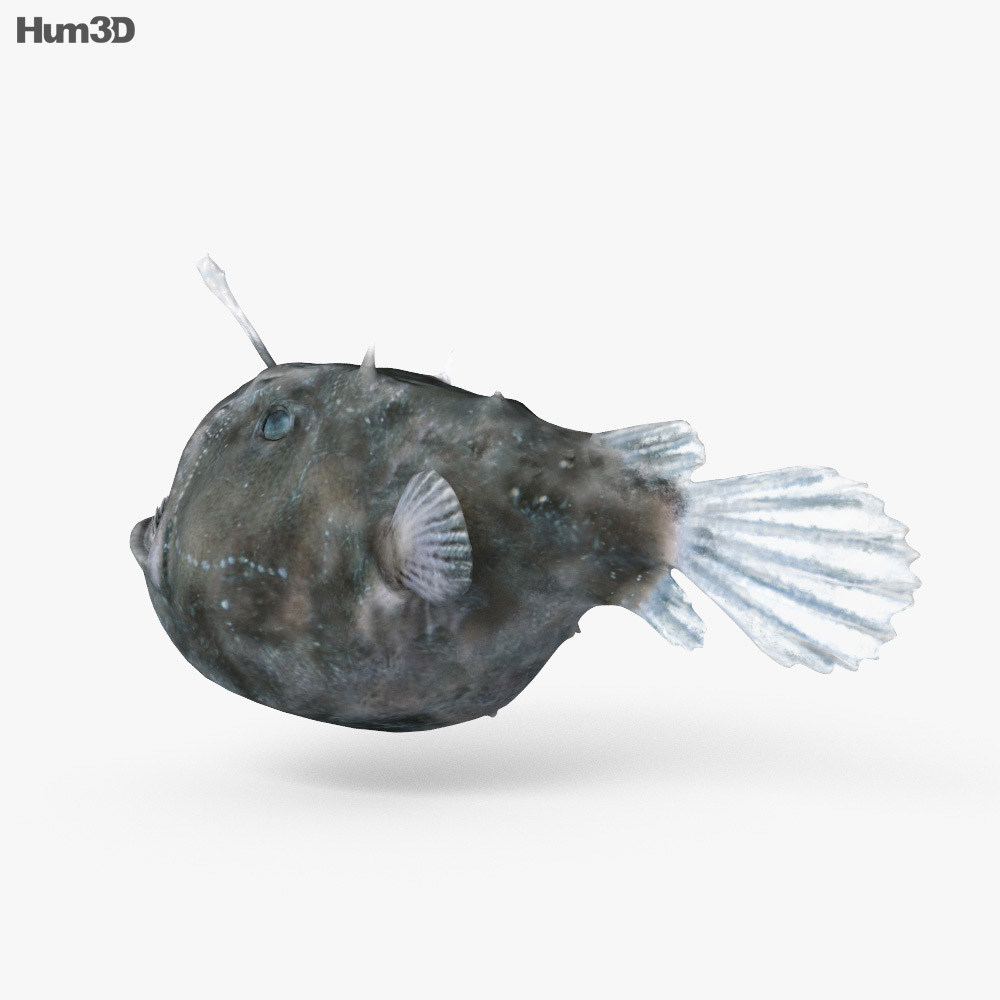 Rana pescatrice Modello 3D