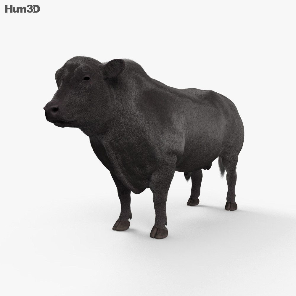 Angus Bull HD 3d model