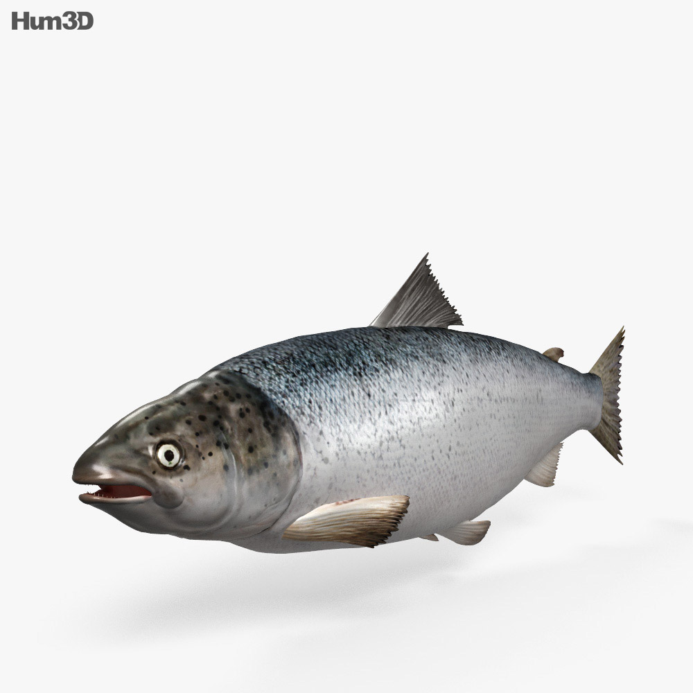大西洋鮭 3D模型