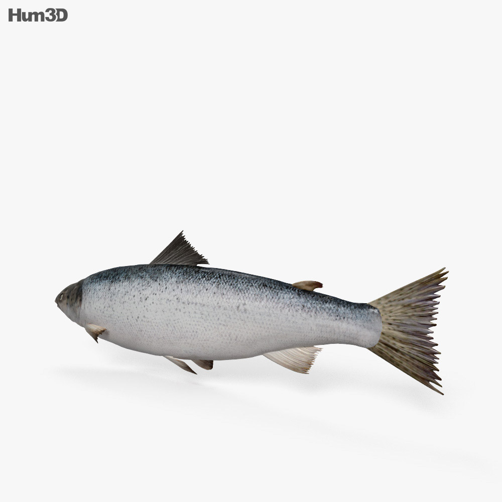 Atlantic Salmon HD 3d model