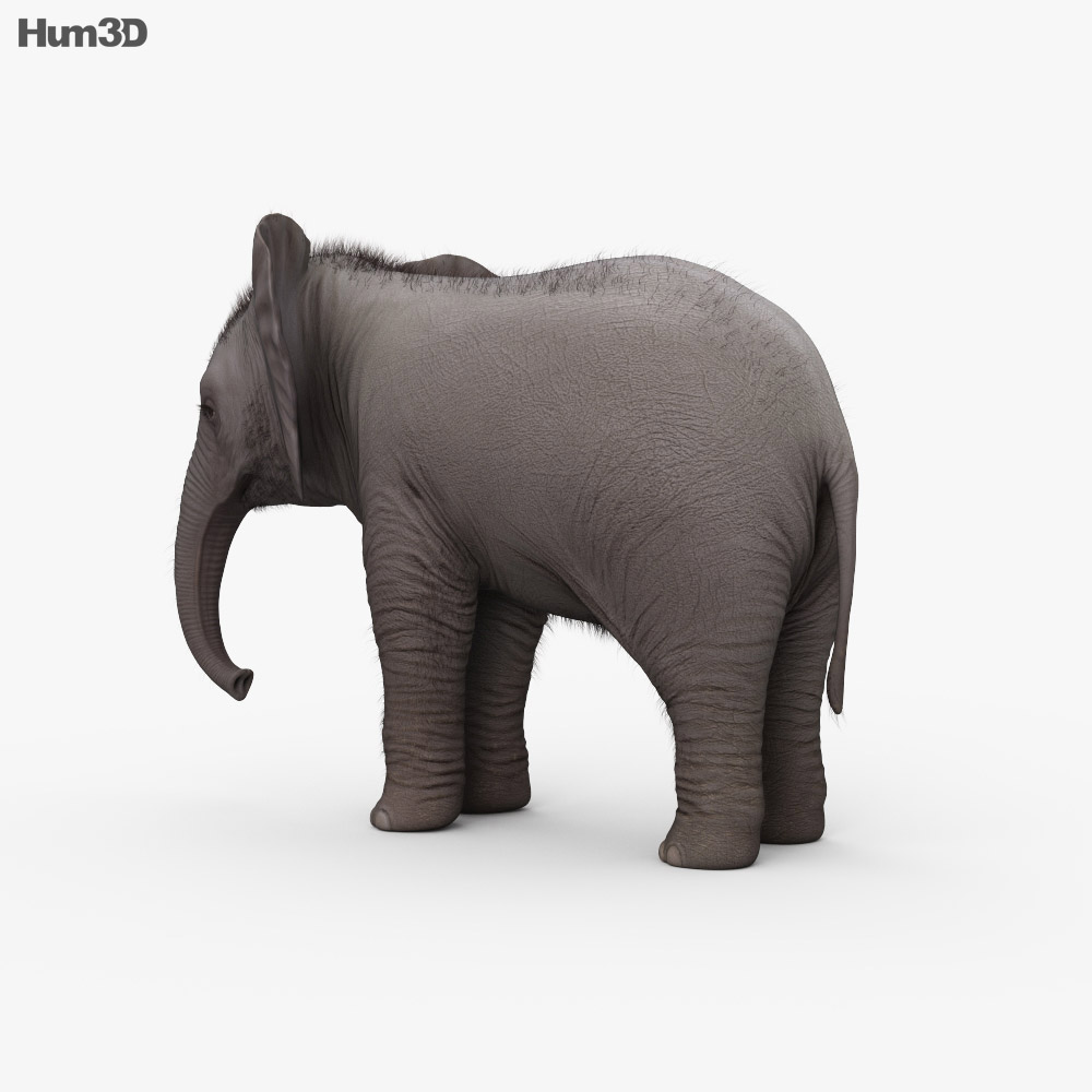 Bebé elefante Modelo 3D