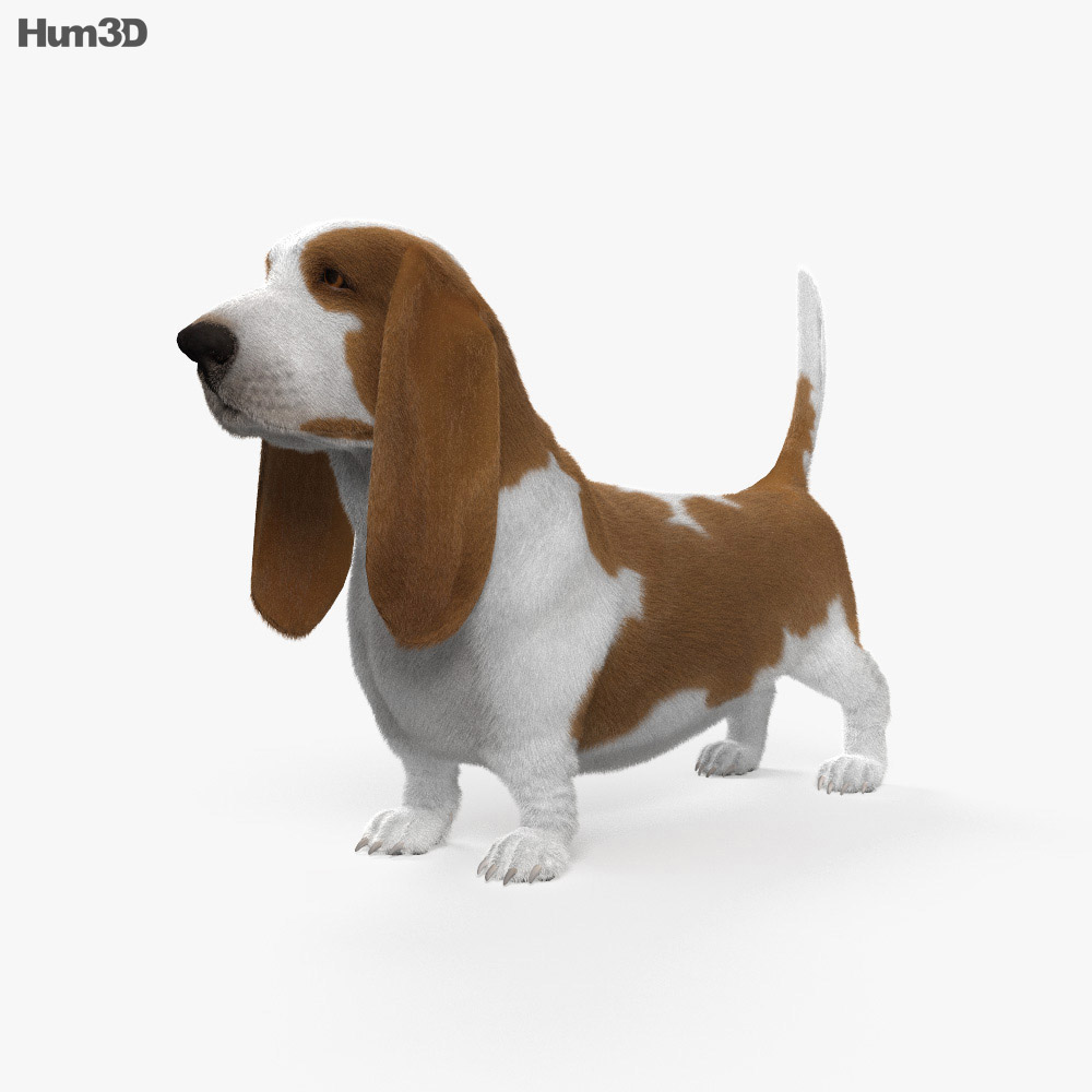 Basset Hound HD 3d model