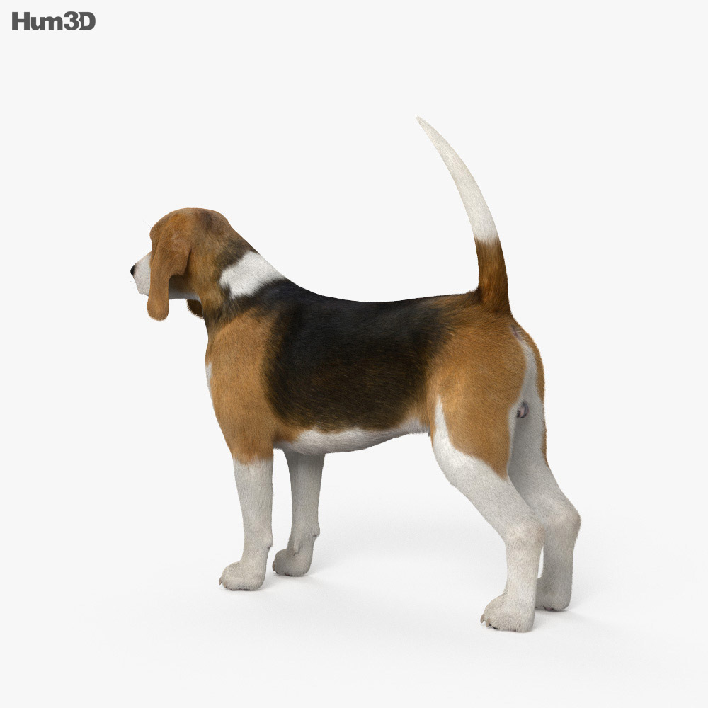 Beagle Modello 3D