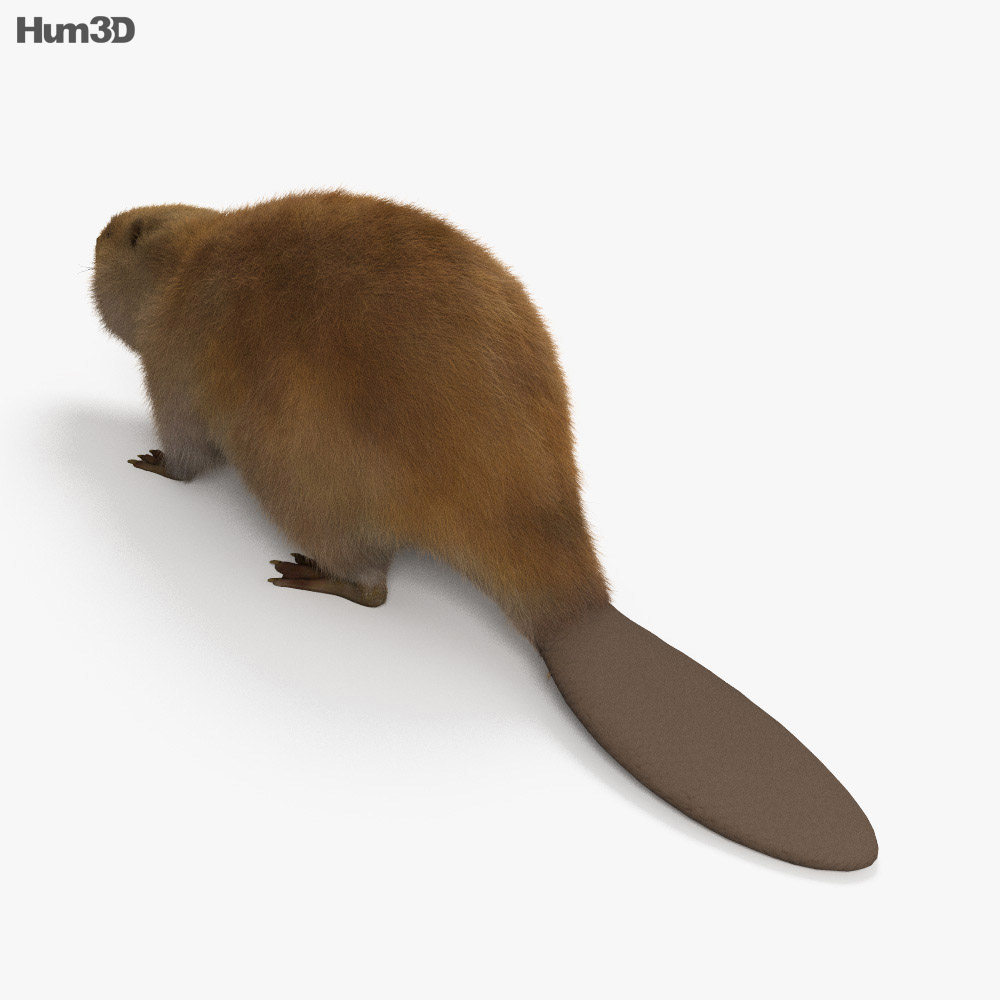 Beaver HD 3d model