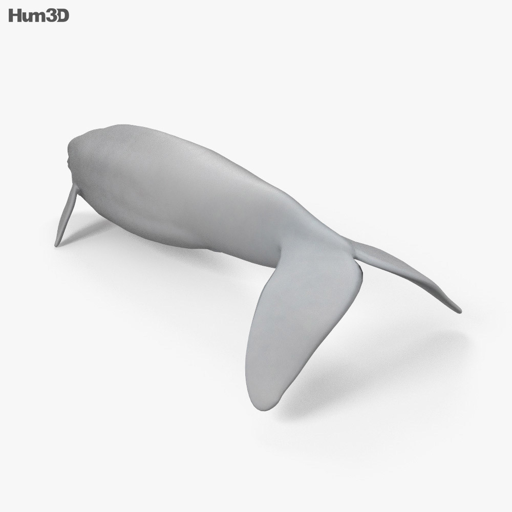 白鲸 3D模型