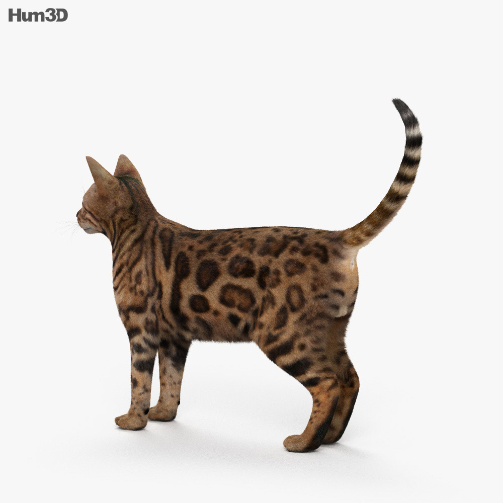 Bengal Cat HD 3d model