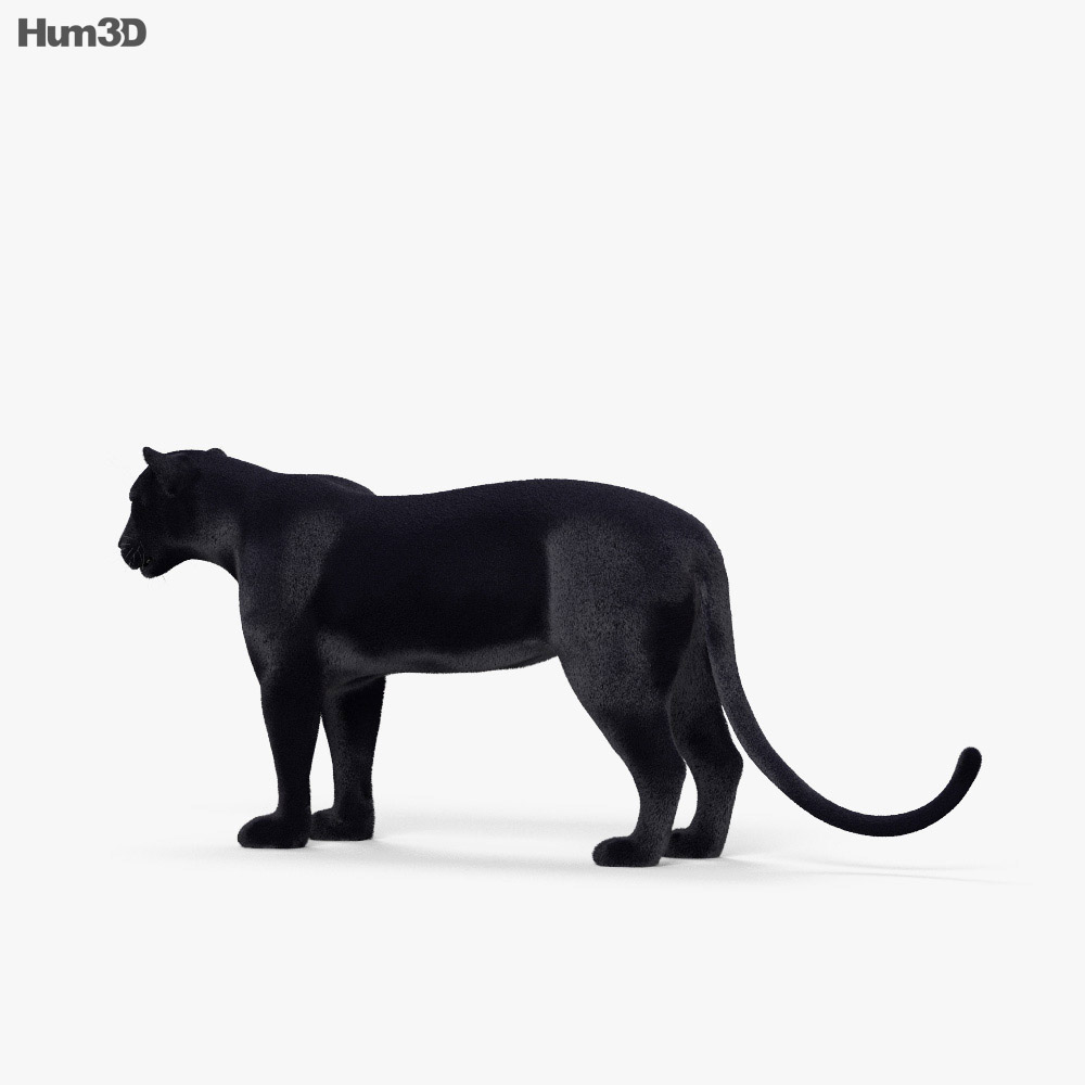 Pantera nera Modello 3D