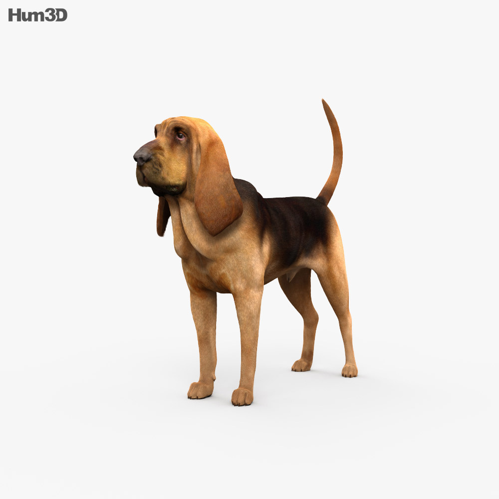 Perro de San Huberto Modelo 3D