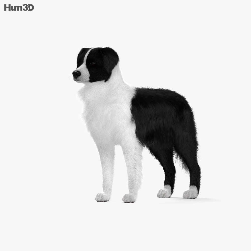 边境牧羊犬 3D模型