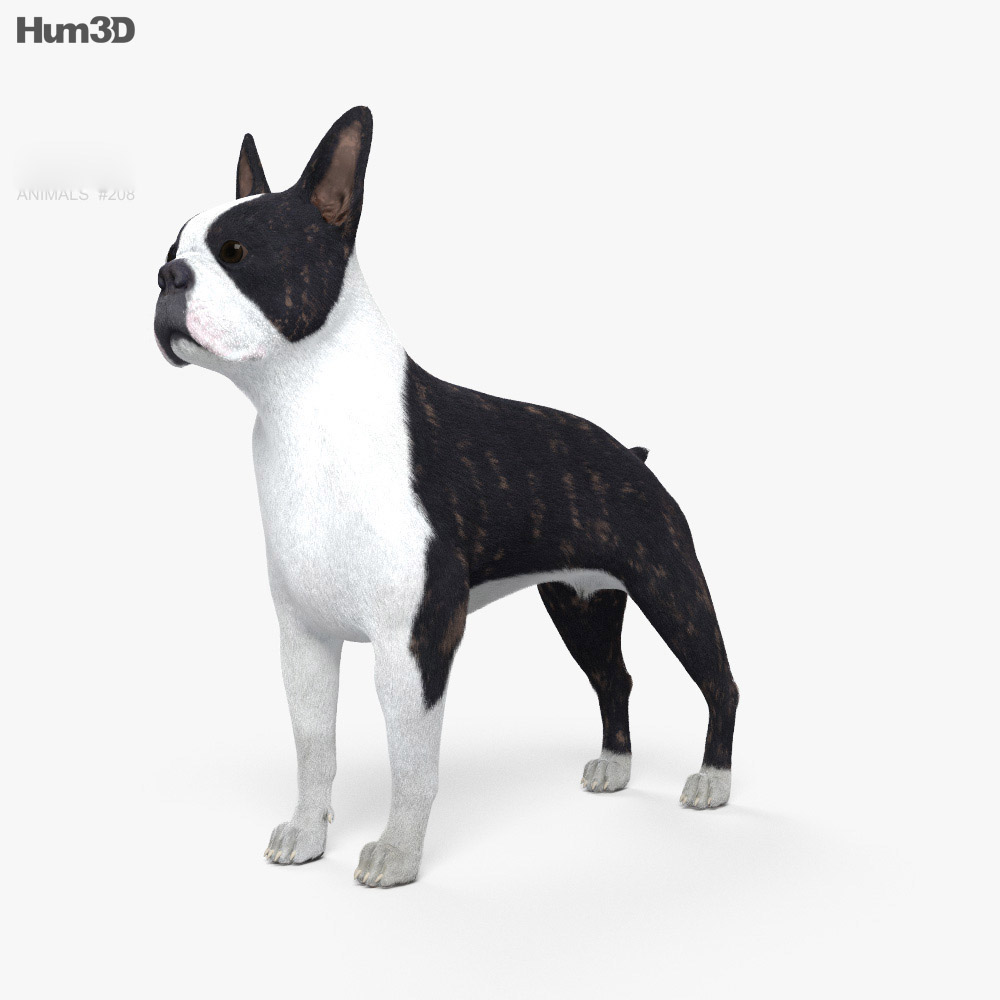 Boston Terrier 3D-Modell