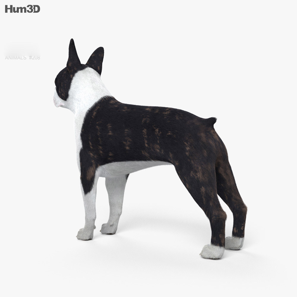 Boston Terrier HD 3d model