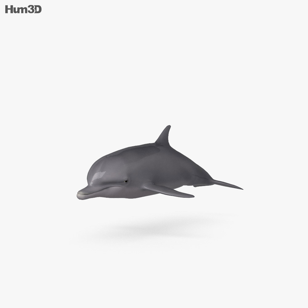 Пляшконосий дельфін 3D модель