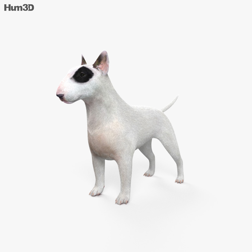 Bull Terrier HD 3D model Animals on Hum3D