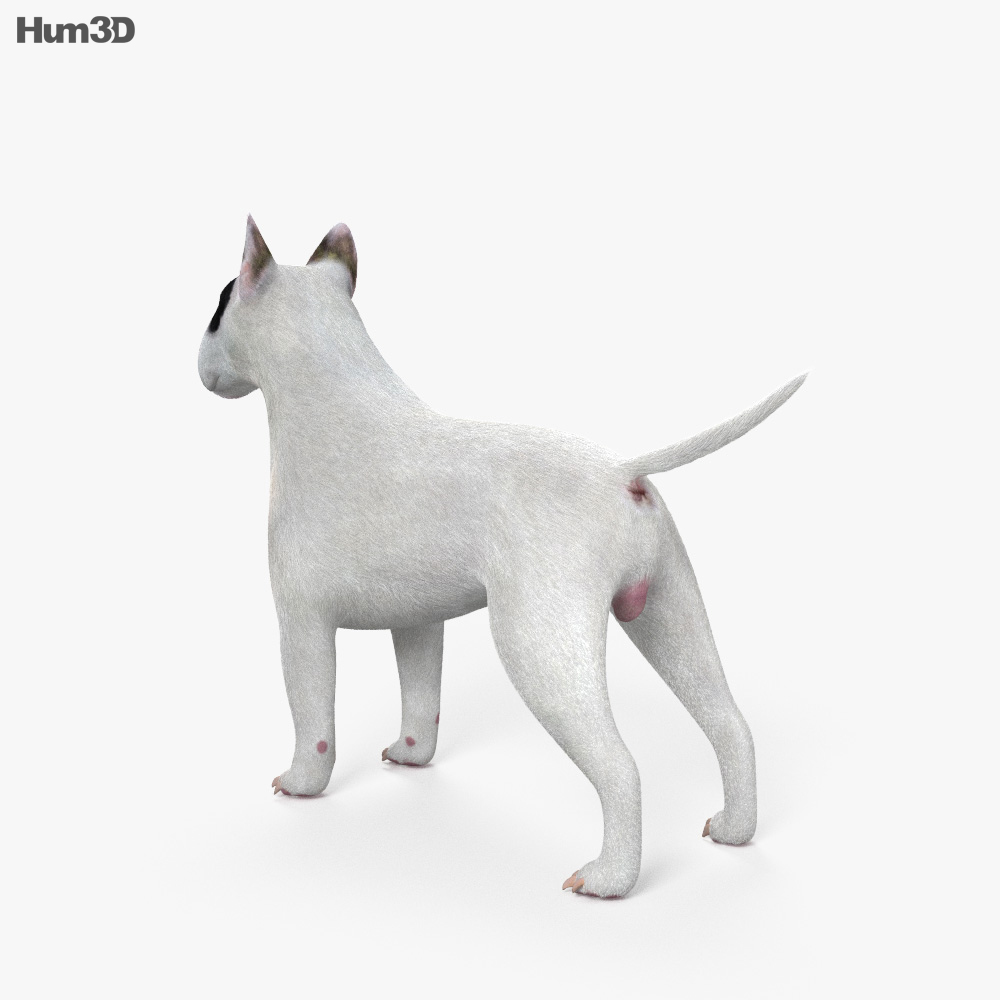 Bull Terrier HD 3D model Animals on Hum3D