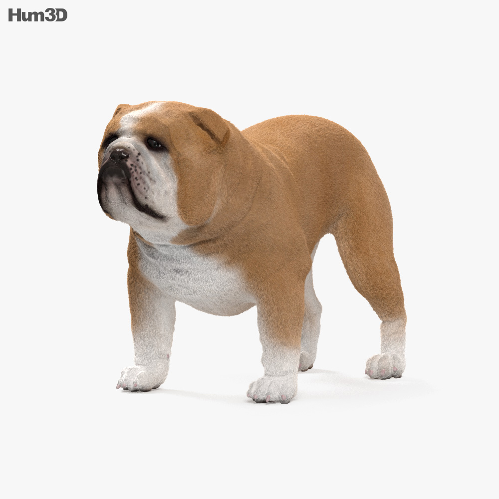 Bulldog HD 3d model