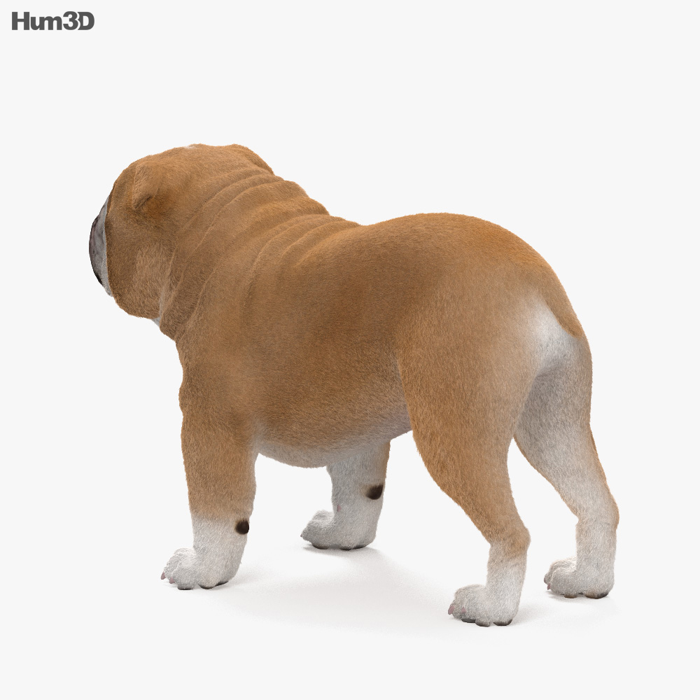 Bulldog HD 3d model
