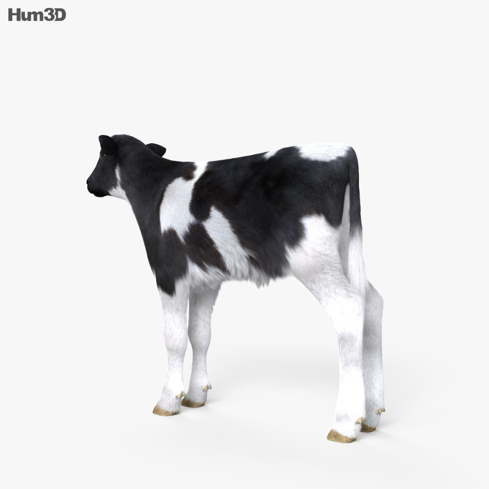 Calf HD 3d model