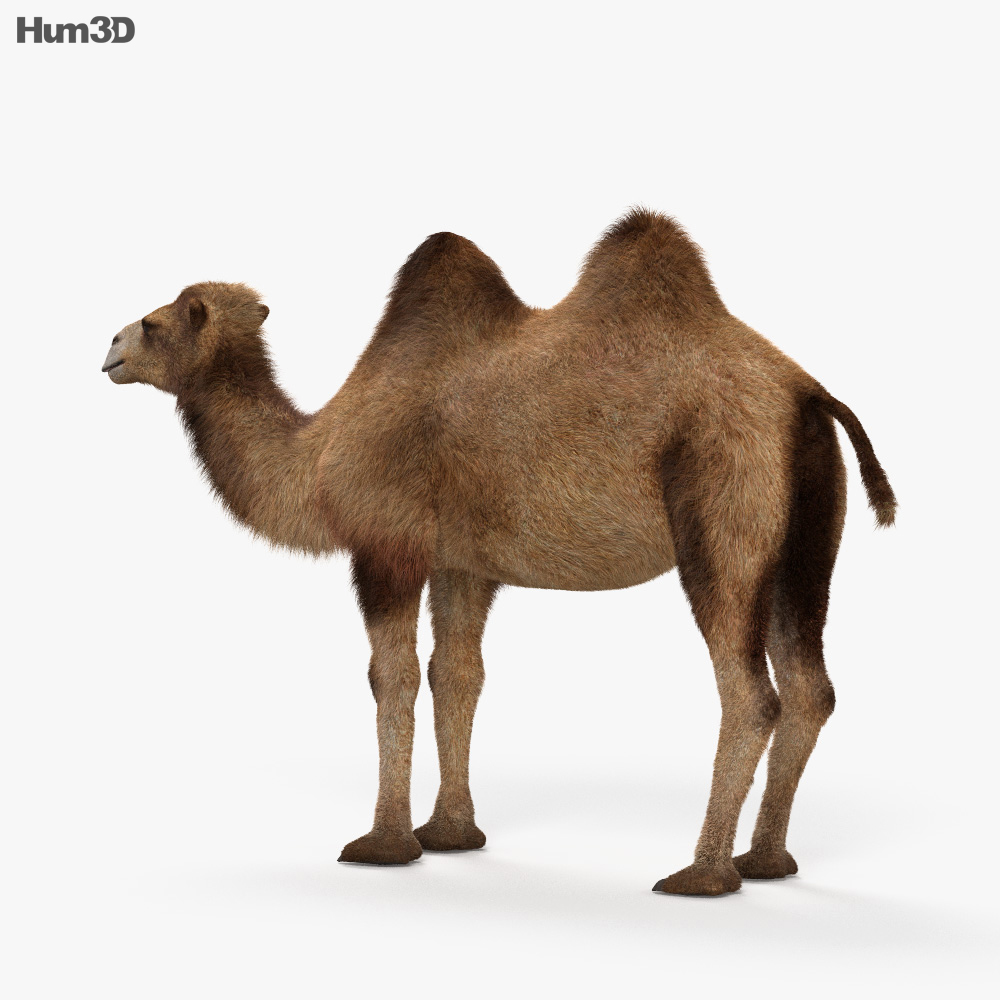 Camelo Modelo 3d