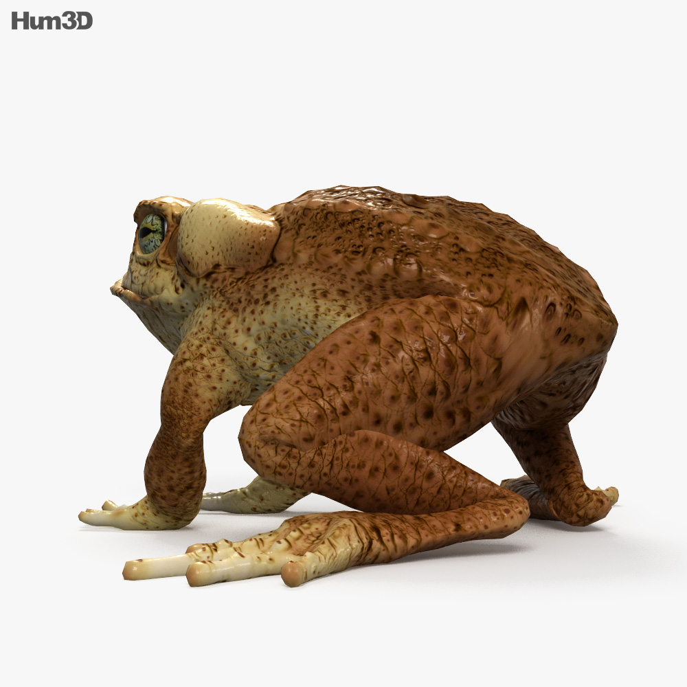Cane Toad HD 3d model