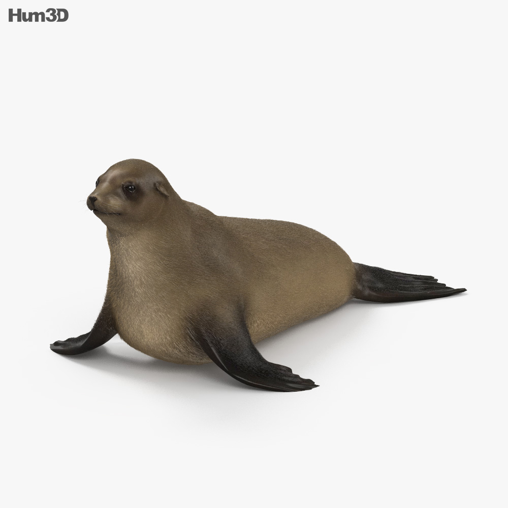 Brown Fur Seal HD 3d model