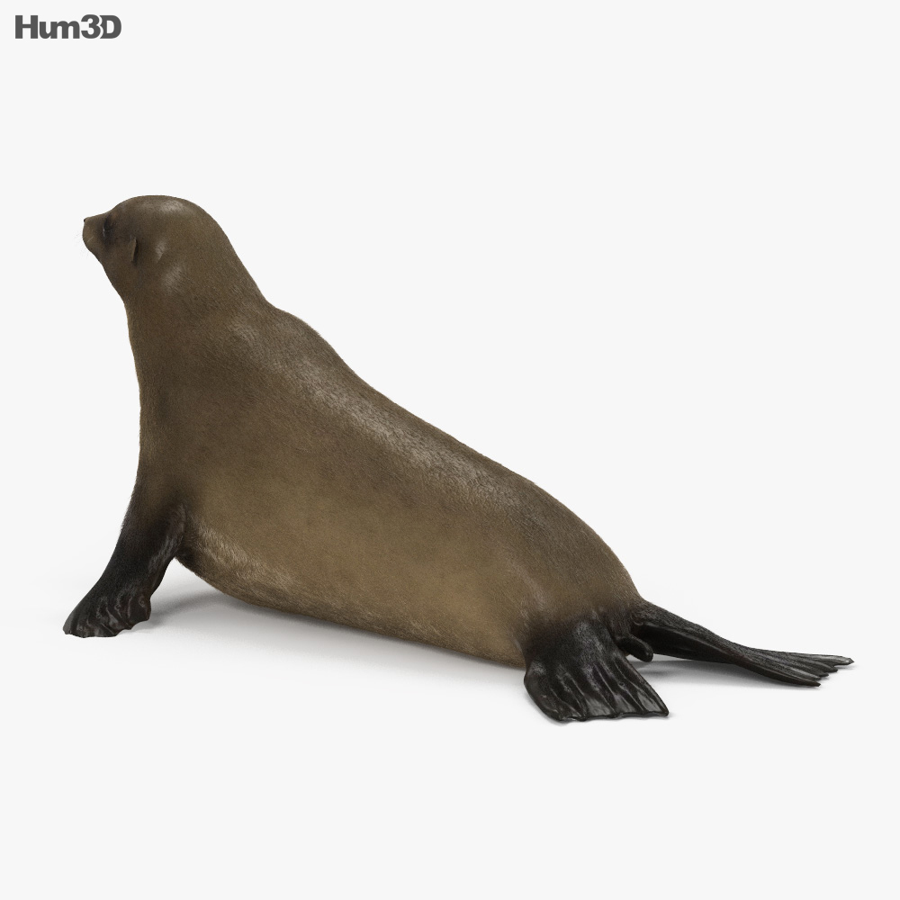 非洲毛皮海狮 3D模型