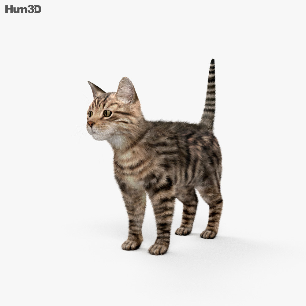 Cat HD 3d model