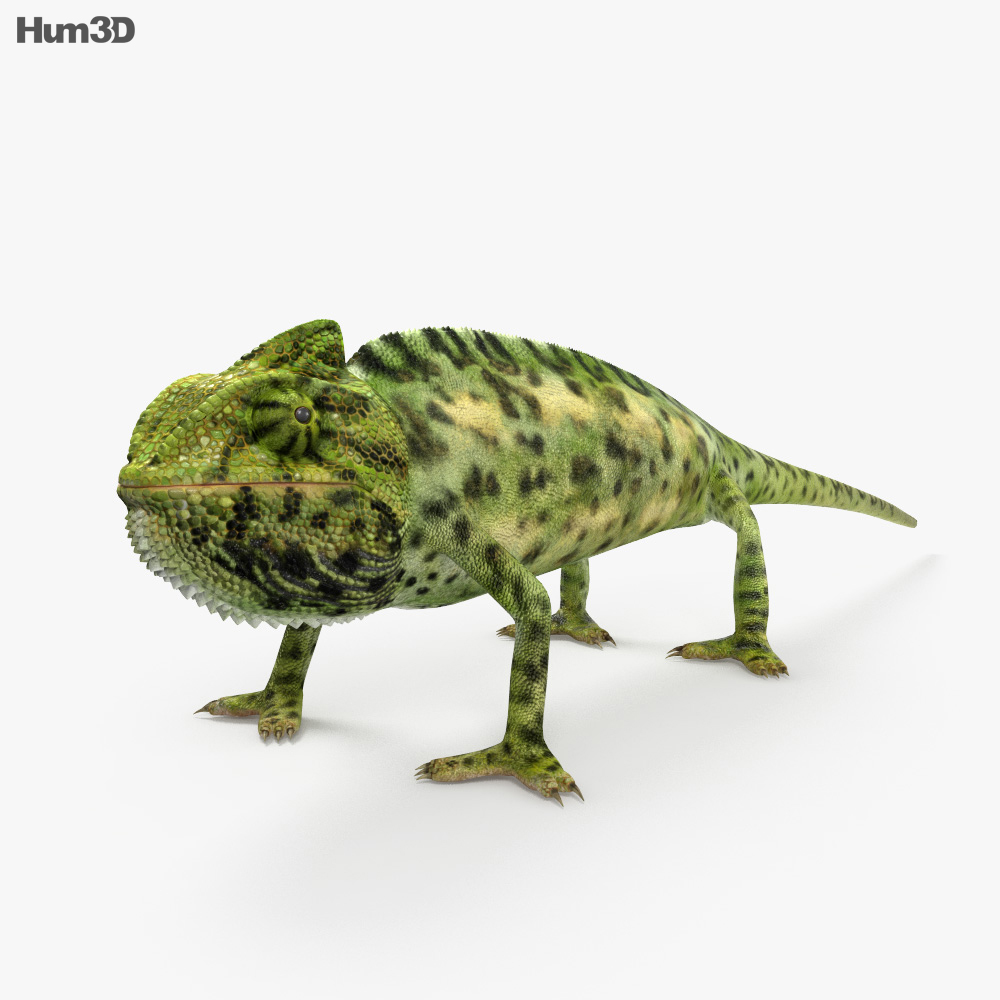 Veiled Chameleon HD 3d model