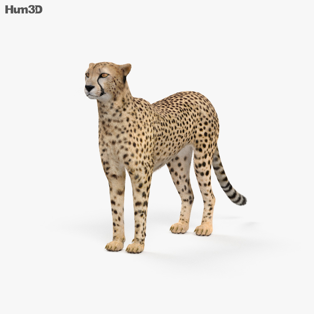 Animated Cheetah 3D model - Animals on Hum3D