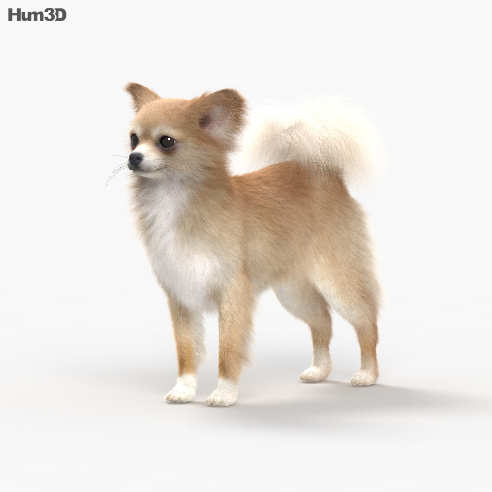 Chihuahua HD 3d model