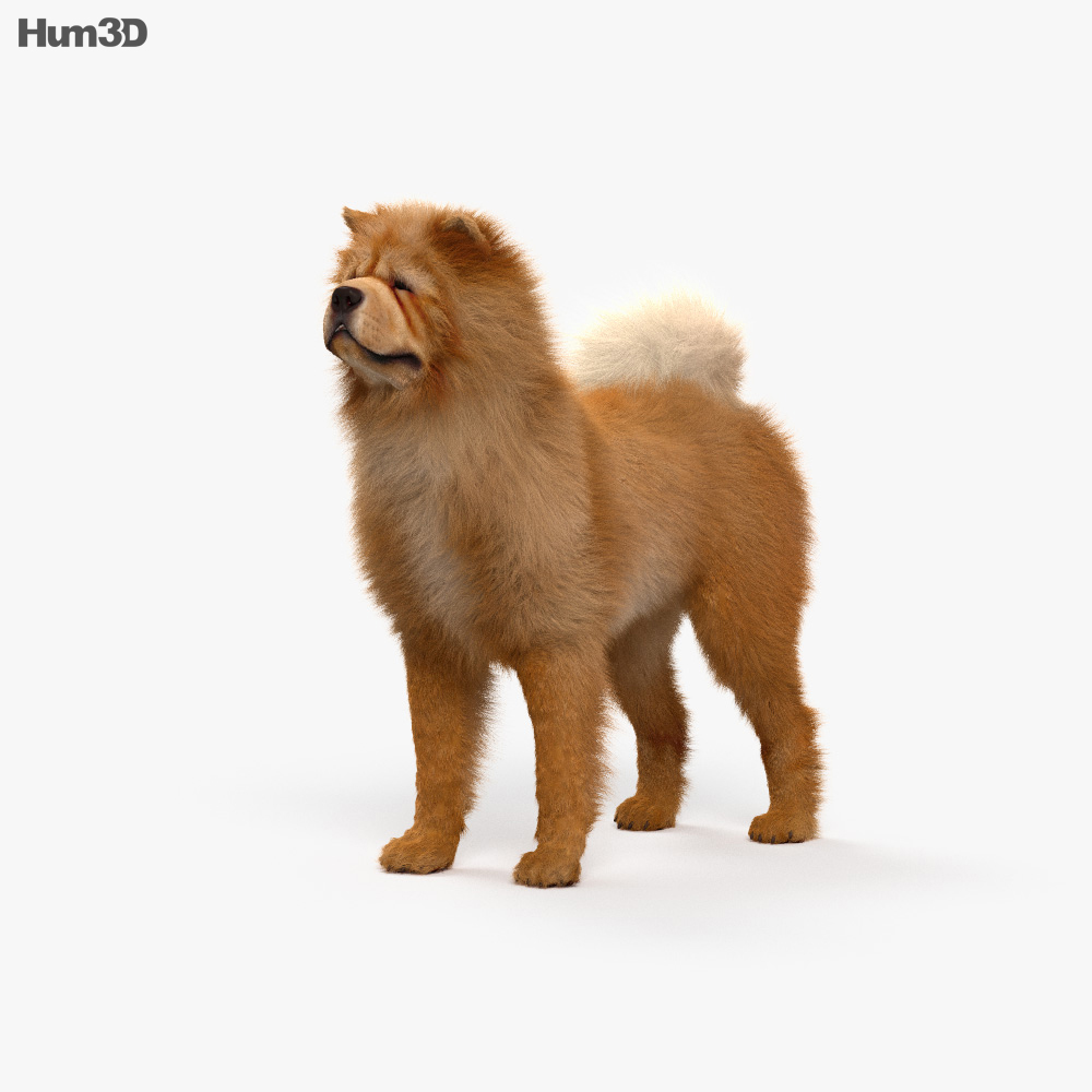 鬆獅犬 3D模型