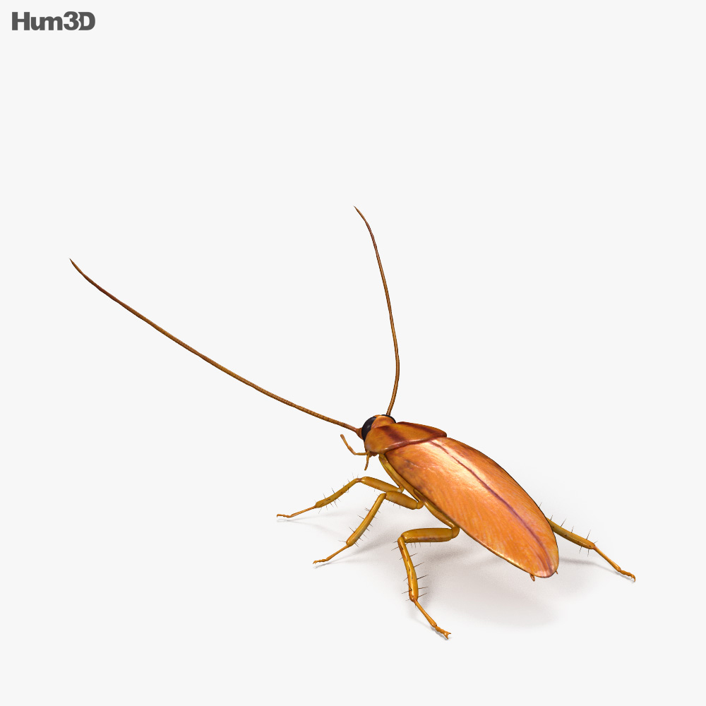 Cockroach HD 3d model