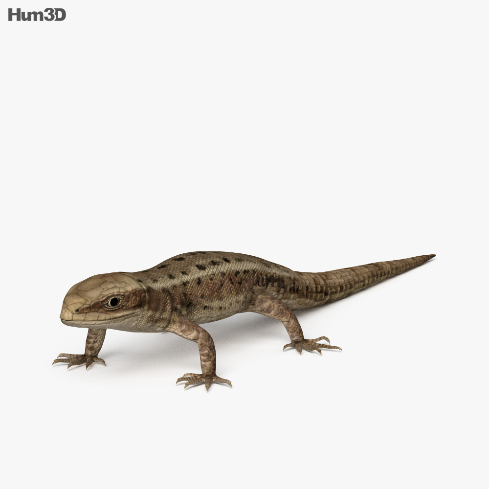 Animated Common Lizard 3D model - Animals on Hum3D