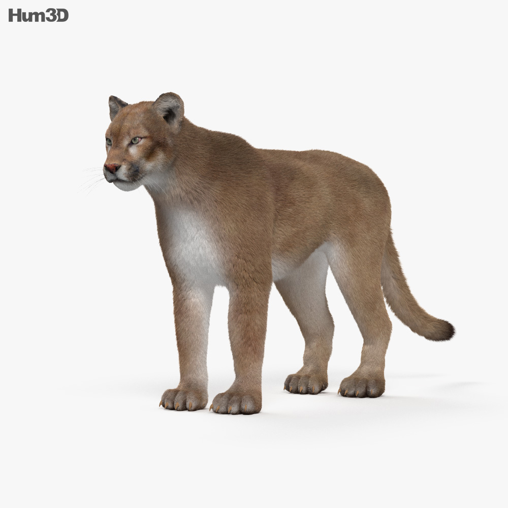 Animated Cougar 3D model - Animals on Hum3D