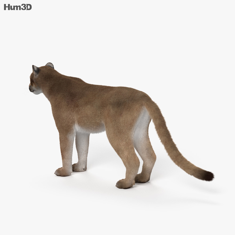 Animated Cougar 3D model - Animals on Hum3D