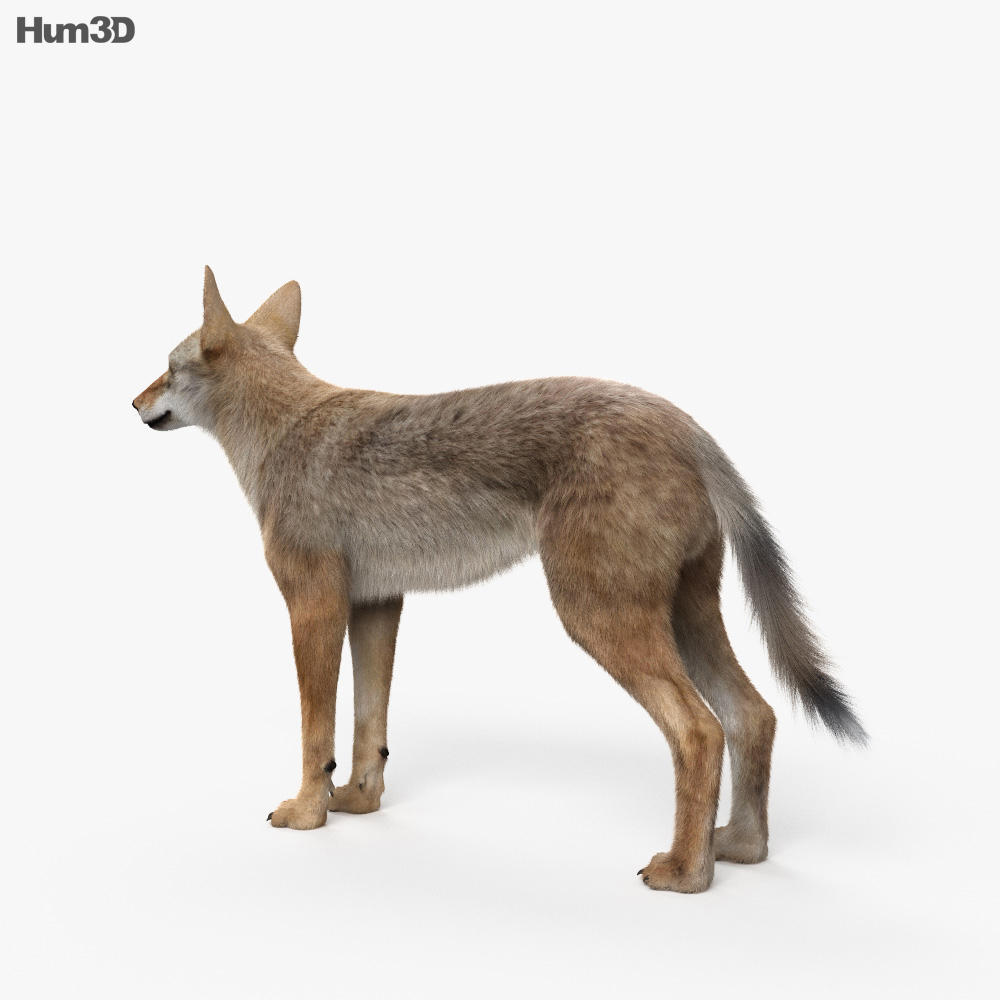 Coyote Modelo 3D