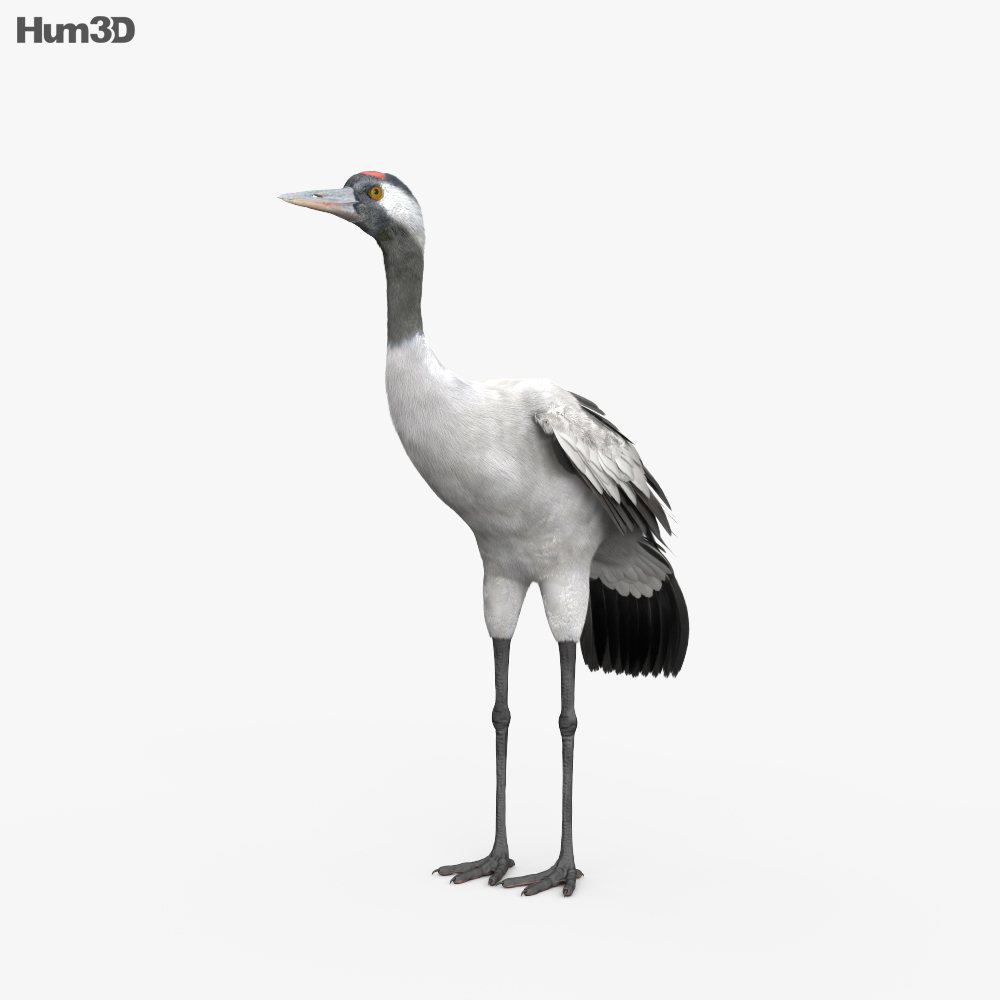 Common Crane HD 3d model