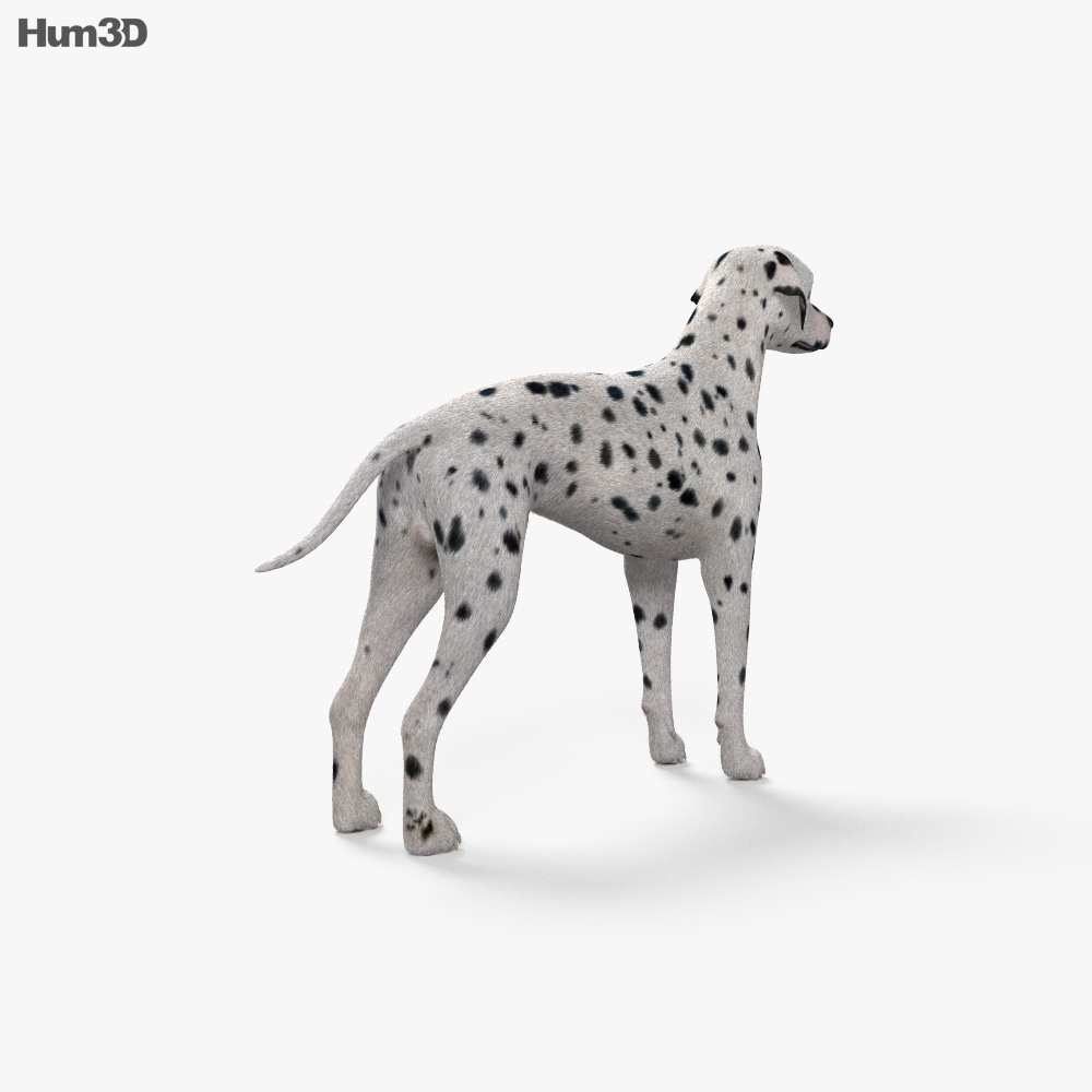 Dalmatian HD 3d model