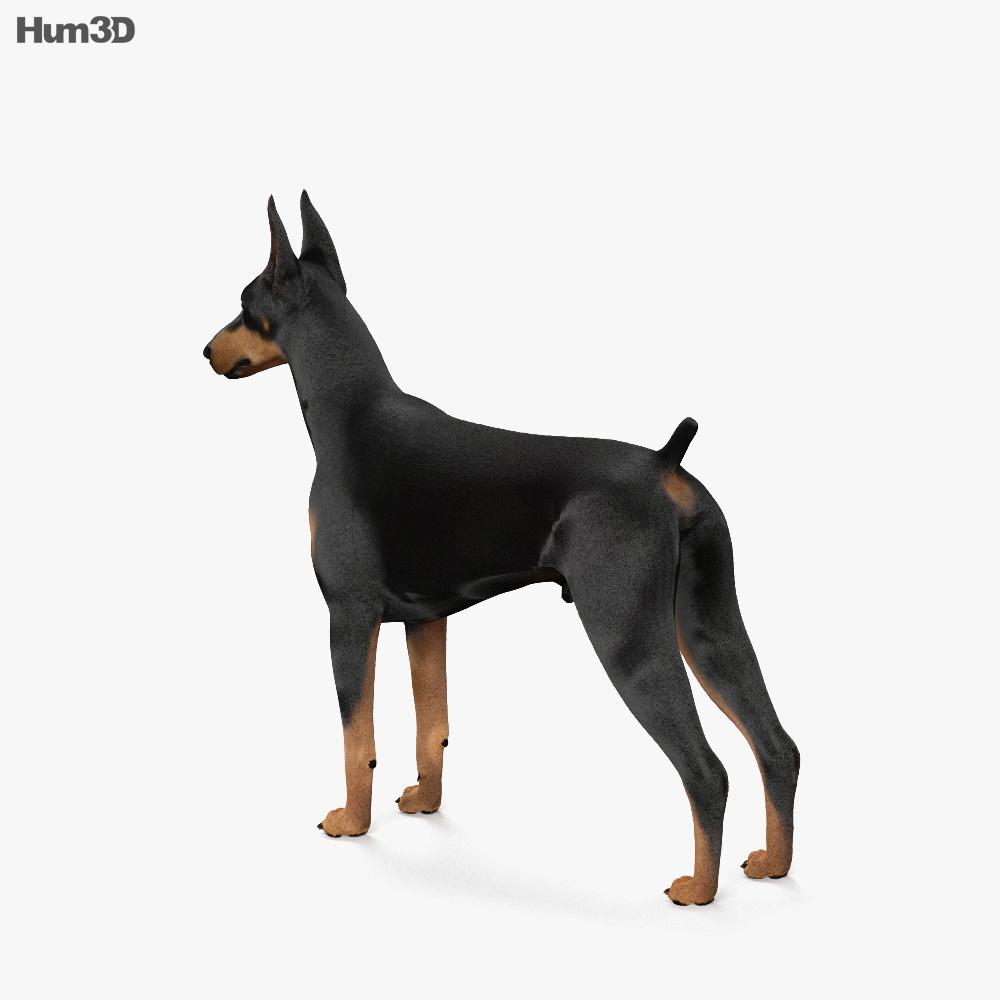 杜賓犬 3D模型