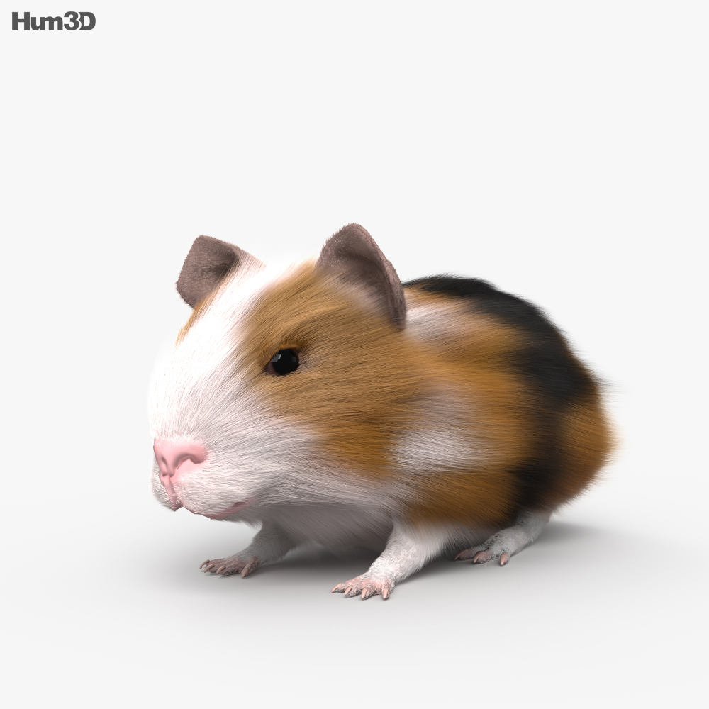 Guinea Pig HD 3D model Animals on Hum3D