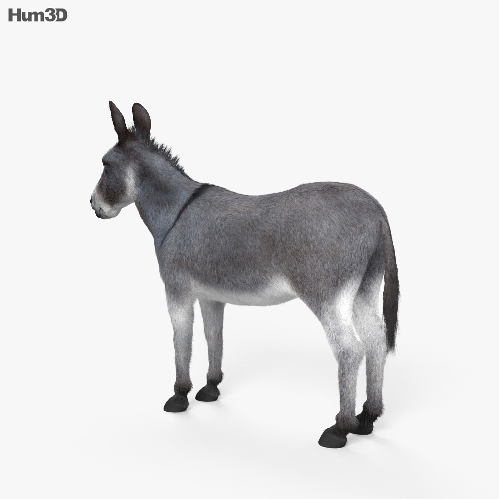 Donkey HD 3d model