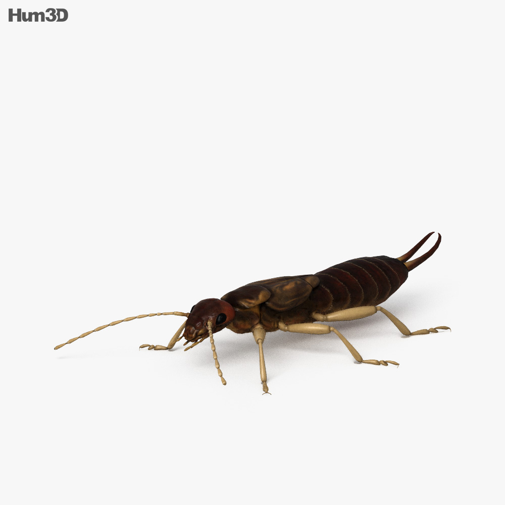 Tijereta Modelo 3D