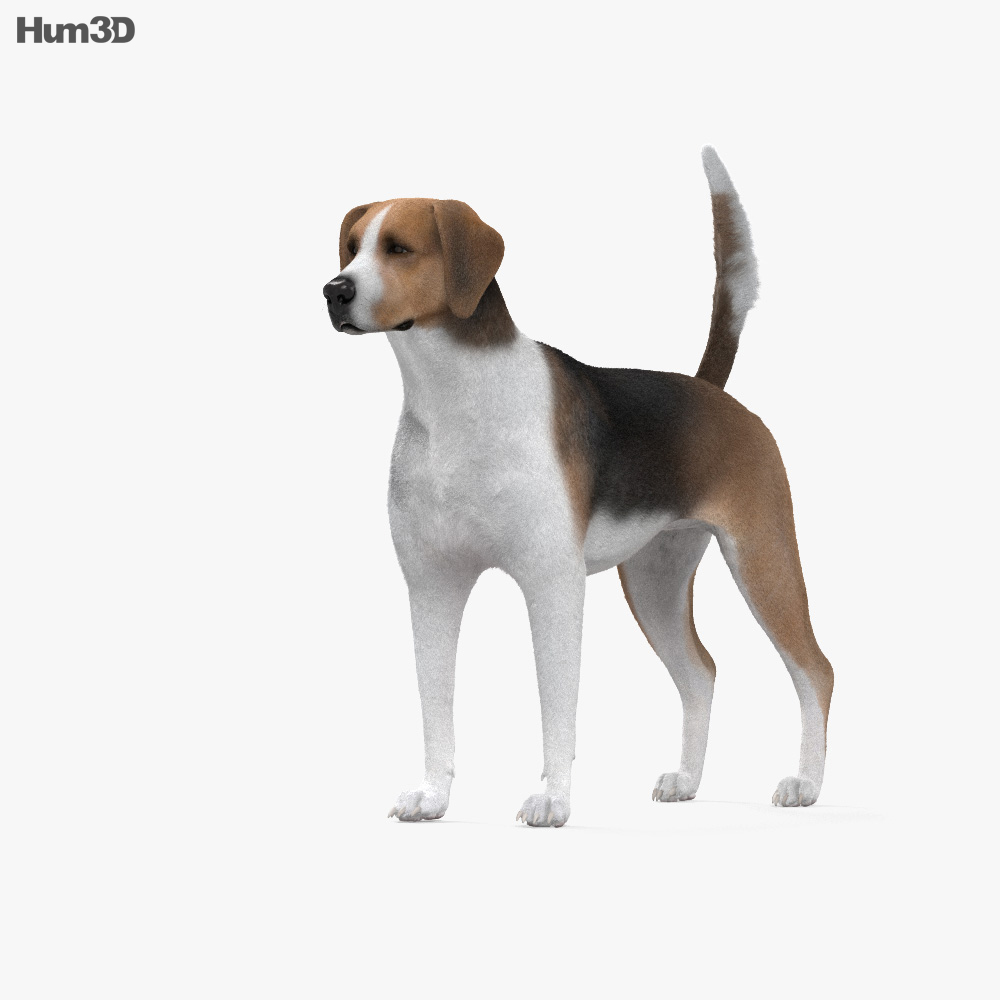 英国猎狐犬 3D模型